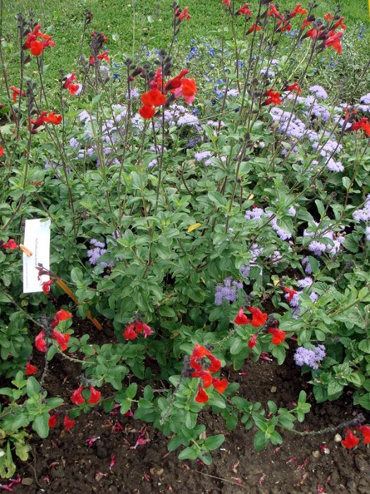Salvia microphylla 'Royal Bumble'